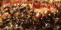 Preview: Ameisenkolonie mieten Messor barbarus
